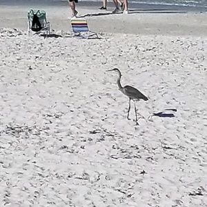 Meet your Posher, Irene